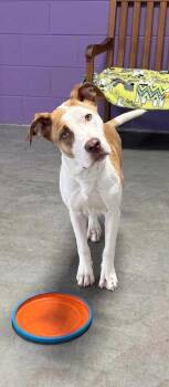 **CLOVER** -  Labrador Retriever and Boxer Dog for Adoption in North Prairie, Wisconsin - **CLOVER** | PetCurious
