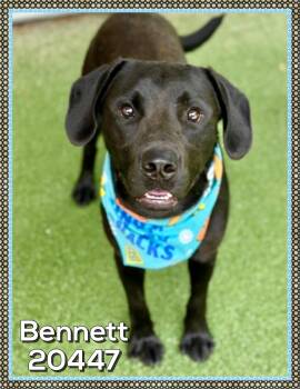 BENNETT -  Black Labrador Retriever Dog for Adoption in Marietta, Georgia - BENNETT | PetCurious