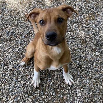 Mixed Breed Dogs Available for Adoption in West Olive, Michigan - Asiago | PetCurious