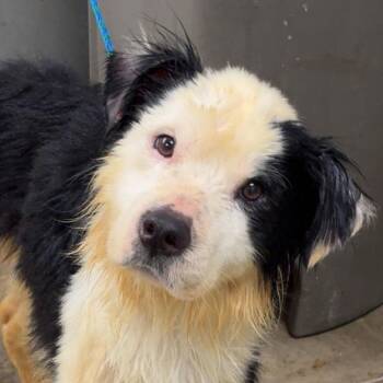 Rocco -  Australian Shepherd Dog for Adoption in Melbourne, Kentucky - Rocco | PetCurious