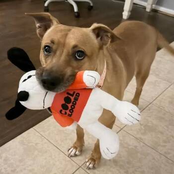 German Shepherd Dog and Mixed Breed Dogs Available for Adoption - Pennie | PetCurious