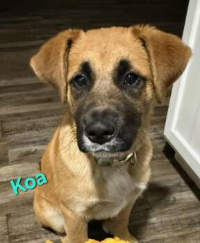 Anatolian Shepherd Dogs Available for Adoption - Koa | PetCurious