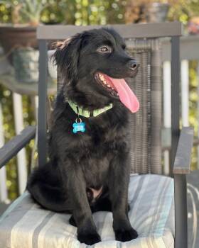 Flat Coated Retriever Dogs Available for Adoption in Wappingers Falls, New York - Griffon | PetCurious