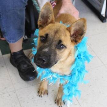 King -  Belgian Shepherd Malinois and German Shepherd Dog Dog for Adoption in Birmingham, Alabama - King | PetCurious