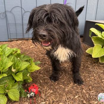 Rescue Old English Sheepdog Dogs for Adoption in Northbrook, Illinois - Buddy | PetCurious