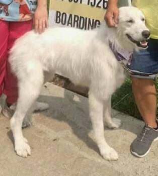 Darcy -  Great Pyrenees Dog for Adoption in Grafton, West Virginia - Darcy | PetCurious