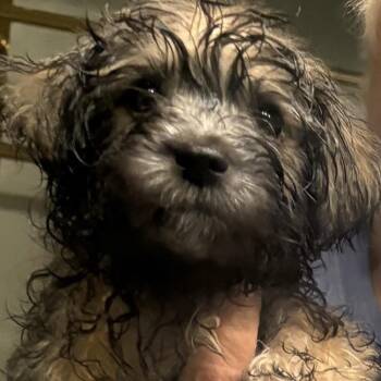 Soul -  Miniature Poodle and Shih Tzu Dog for Adoption in Santa Fe, Texas - Soul | PetCurious