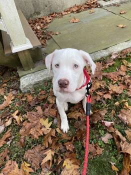 Rescue Labrador Retriever and Mixed Breed Dogs for Adoption in Brewster, New York - Quazi (C Pups) | PetCurious