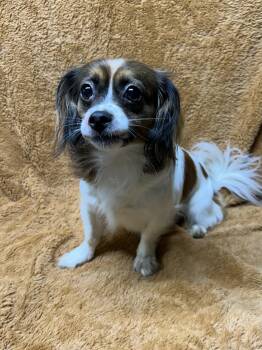 MOCHA -  Cavalier King Charles Spaniel Dog for Adoption in Rossford, Ohio - MOCHA | PetCurious