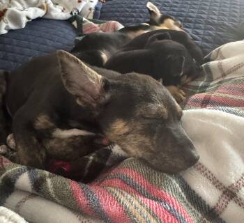 Terrier Dogs Available for Adoption in Brooklyn Center, Minnesota - Brian | PetCurious