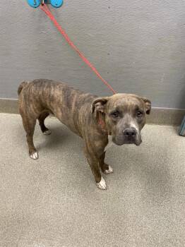 ROMAN -  Pit Bull Terrier Dog for Adoption in Las Vegas, Nevada - ROMAN | PetCurious