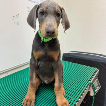 Doberman Pinscher Dogs Available for Adoption in Wichita, Kansas - Silver | PetCurious