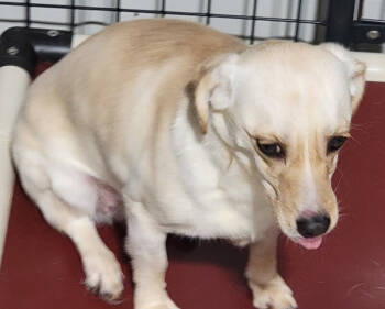 Rescue Dachshund Dogs for Adoption in Aurora, Colorado - Emery | PetCurious