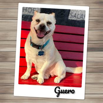 Rescue Pug and Chihuahua Dogs for Adoption in Fredericksburg, Virginia - Guero | PetCurious