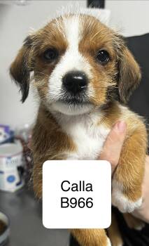 Shih Tzu and Terrier Dogs Available for Adoption in Morganton, North Carolina - Calla | PetCurious