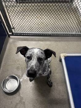 Boudreaux 9 months AVA 9/30 -  Cattle Dog Dog for Adoption in Sterling, Massachusetts - Boudreaux 9 Months AVA 9/30 | PetCurious