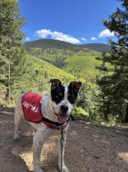Rescue Mixed Breed Dogs for Adoption in Santa Fe, New Mexico - NICO | PetCurious