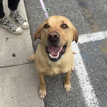Mixed Breed and Labrador Retriever Dogs Available for Adoption in Salt Lake City, Utah - Flapjack | PetCurious