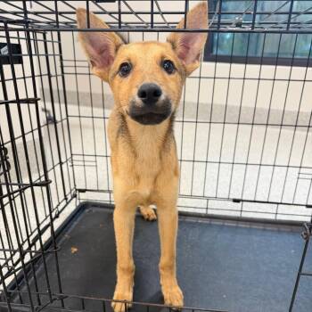 Danica -  Mixed Breed Dog for Adoption in Englewood, Florida - Danica | PetCurious