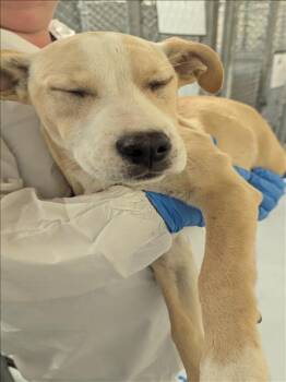 Labrador Retriever Dogs Available for Adoption in Conroe, Texas - BOURBON | PetCurious