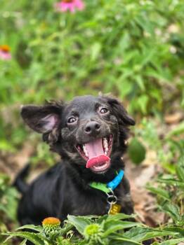 Faze -  Chihuahua and Dachshund Dog for Adoption in Salt Lake City, Utah - Faze | PetCurious
