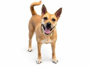 Violet -  Feist and Mixed Breed Dog for Adoption in Bowling Green, Kentucky - Violet | PetCurious
