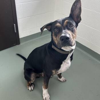 Rusty -  Terrier and Mixed Breed Dog for Adoption in Lyndhurst, Virginia - Rusty | PetCurious