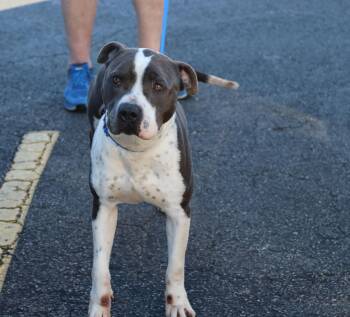 Pit Bull Terrier Dogs Available for Adoption - Bucky Buckley | PetCurious