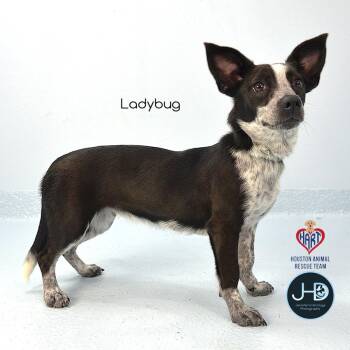Ladybug -  Affenpinscher and Australian Cattle Dog Blue Heeler Dog for Adoption - Ladybug | PetCurious