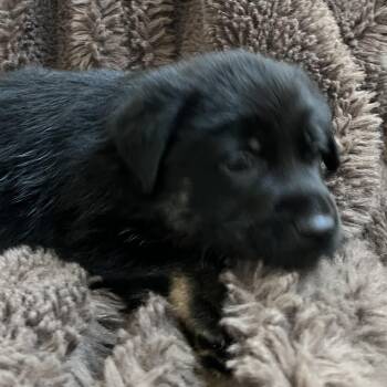 Remy -  Catahoula Leopard Dog and Labrador Retriever Dog for Adoption in Liverpool, Texas - Remy | PetCurious