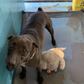 Labrador Retriever Dogs Available for Adoption in Hearne, Texas - Malcolm | PetCurious
