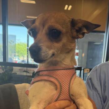 Bikini -  Chihuahua and Mixed Breed Dog for Adoption in Las Vegas, Nevada - Bikini | PetCurious