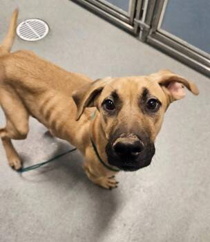 Bo -  Mastiff and Pit Bull Terrier Dog for Adoption in Bloomington, Indiana - Bo | PetCurious