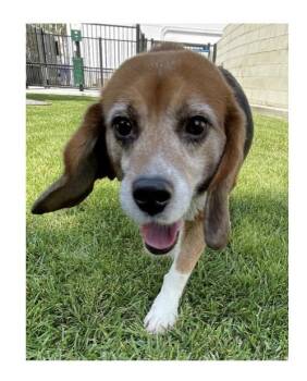 Beagle Dogs Available for Adoption in Hainesville, Illinois - Fosters Needed For Retired Research Heroes | PetCurious