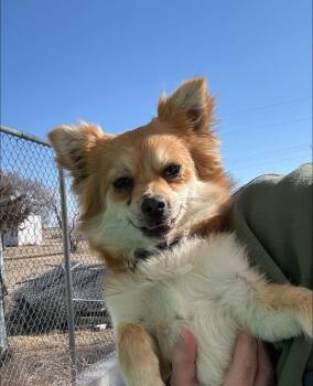 Chihuahua Dogs Available for Adoption - LadyBug | PetCurious