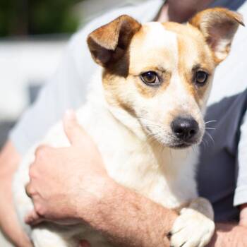 Mixed Breed Dogs Available for Adoption in Cumming, Georgia - JuneBug 22246 | PetCurious