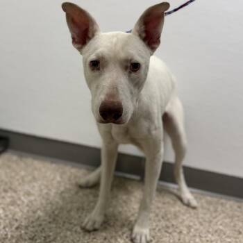 Onyx -  Pit Bull Terrier and Mixed Breed Dog for Adoption in Bullhead City, Arizona - Onyx | PetCurious