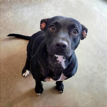 Darla -  Labrador Retriever and Mixed Breed Dog for Adoption in Austin, Texas - Darla | PetCurious