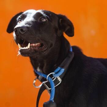 Oliver -  Labrador Retriever and Whippet Dog for Adoption in New York, New York - Oliver | PetCurious