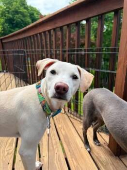Sky -  Labrador Retriever and Mixed Breed Dog for Adoption in Carmel Hamlet, New York - Sky | PetCurious