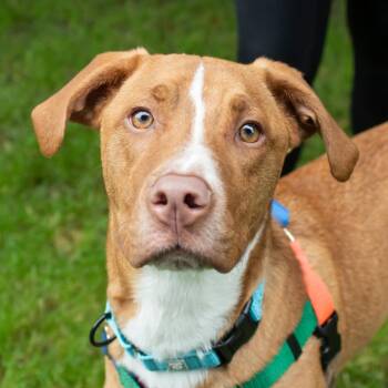 Bobo -  Mixed Breed Dog for Adoption in Middletown, Rhode Island - Bobo | PetCurious