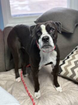 Rescue Pit Bull Terrier Dogs for Adoption in Wooster, Ohio - Daisy | PetCurious