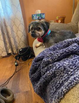 Yorkshire Terrier Dogs Available for Adoption - Luna  | PetCurious