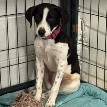 Australian Shepherd and Treeing Walker Coonhound Dogs Available for Adoption in Gordonsville, Tennessee - Lynda Carter | PetCurious