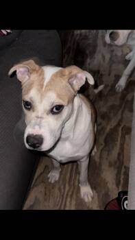 Kenny -  Foxhound Dog for Adoption in North Augusta, South Carolina - Kenny | PetCurious