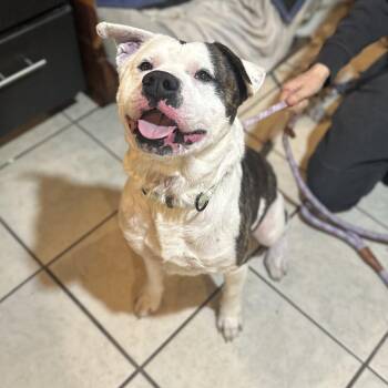 Otto-Matik -  Mixed Breed Dog for Adoption in Savannah, Georgia - Otto-Matik | PetCurious