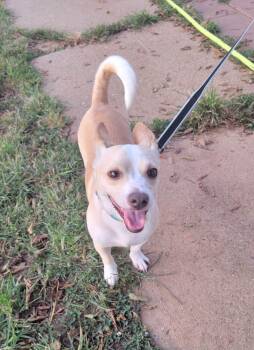 Rudy -  Corgi and Chihuahua Dog for Adoption in Van Alstyne, Texas - Rudy | PetCurious
