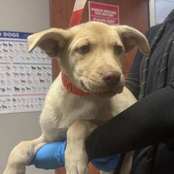 Husky Dogs Available for Adoption - Claudia | PetCurious