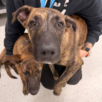 Dutch Bro -  Dutch Shepherd and Mixed Breed Dog for Adoption in Indianapolis, Indiana - Dutch Bro | PetCurious