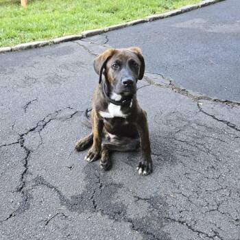 Jaipur -  Labrador Retriever and Plott Hound Dog for Adoption - Jaipur | PetCurious